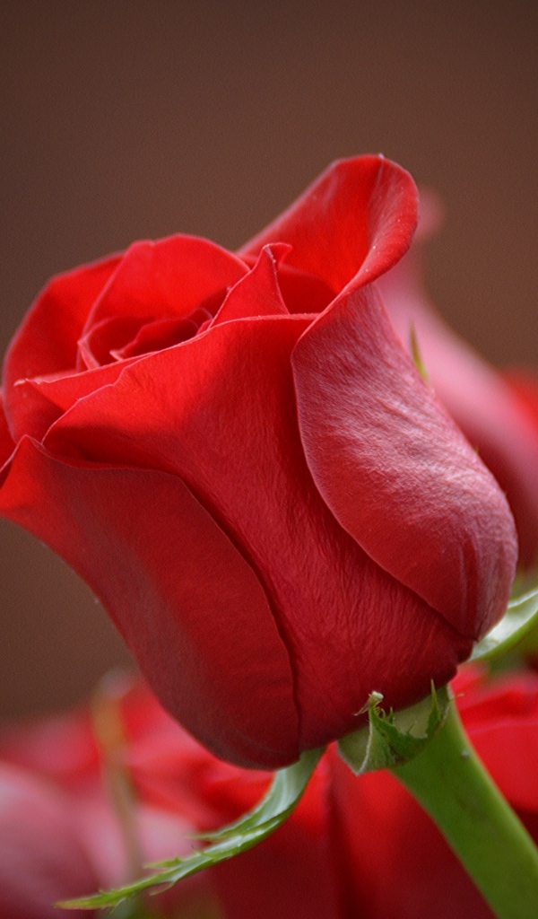 Красная ароматная английская роза крупным планом