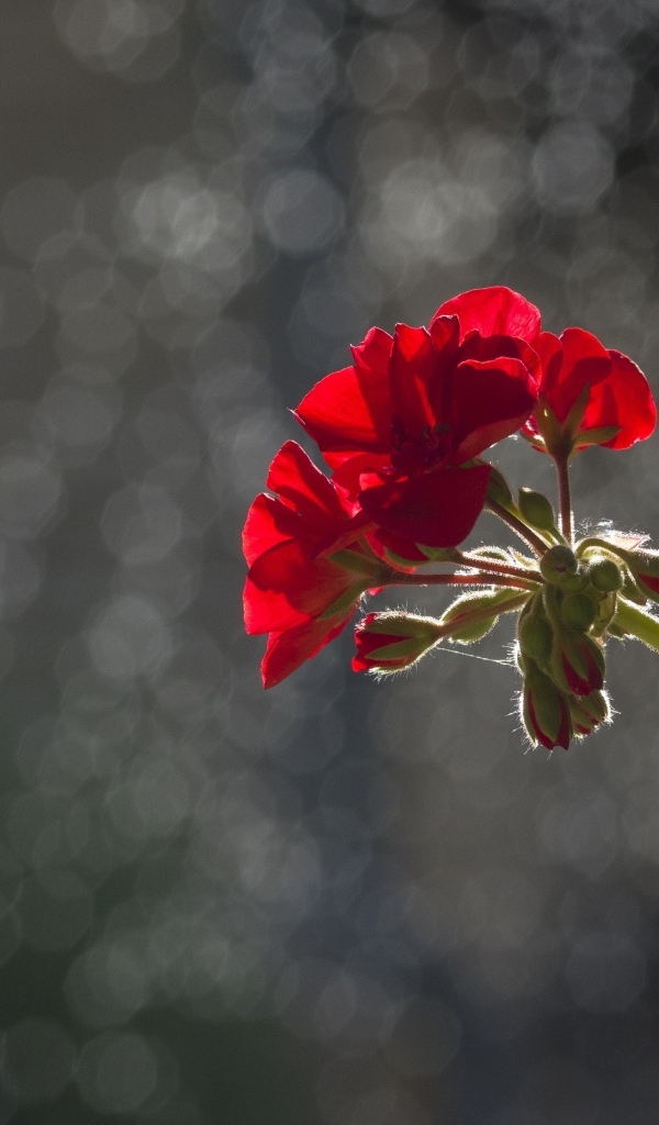 Красный цветок герани в лучах солнца