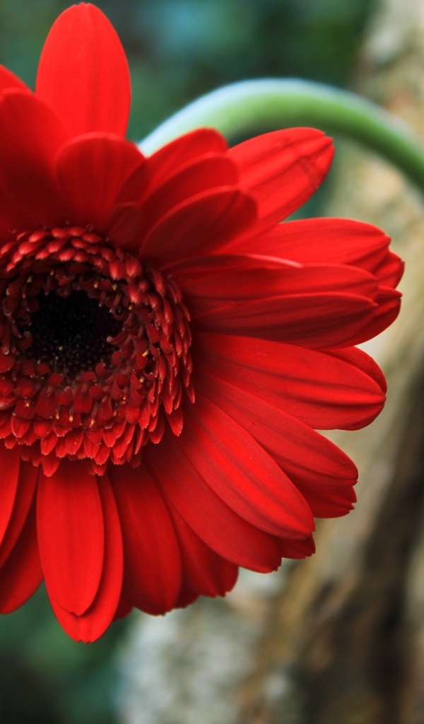 Красный цветок герберы на дереве