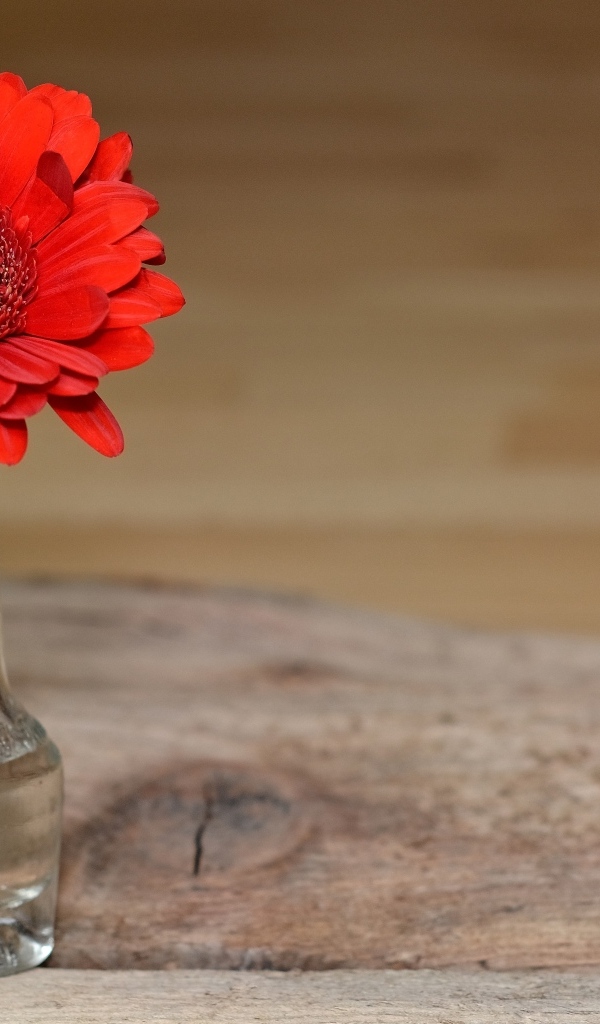 Красная гербера в стеклянной бутылке
