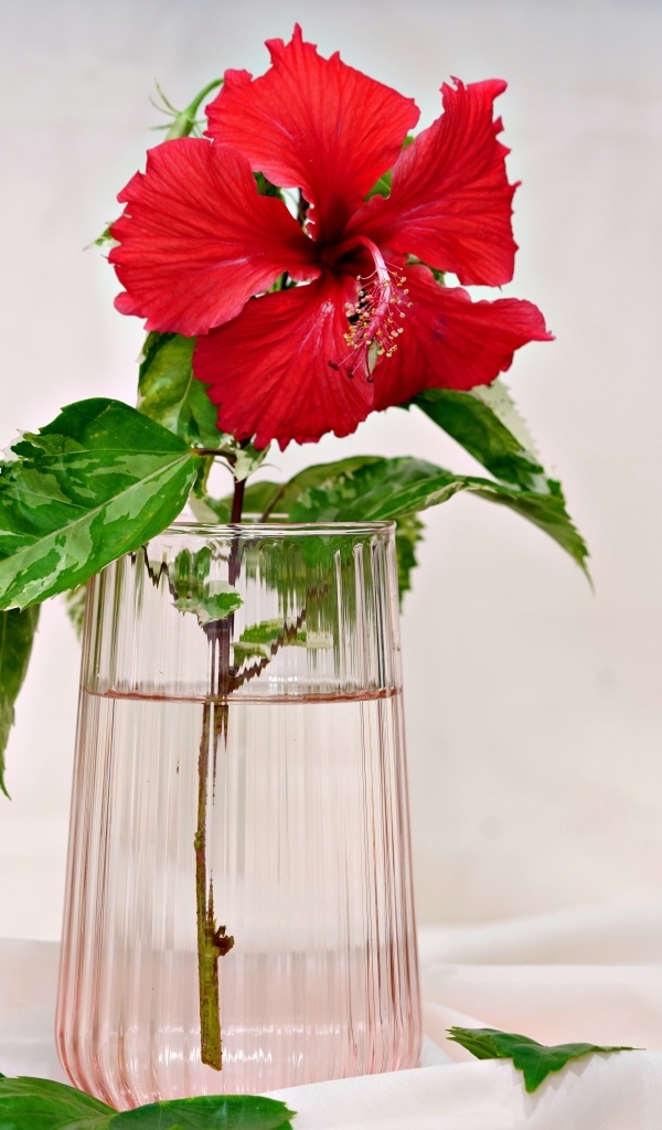Красный цветок гибискуса в вазе на столе