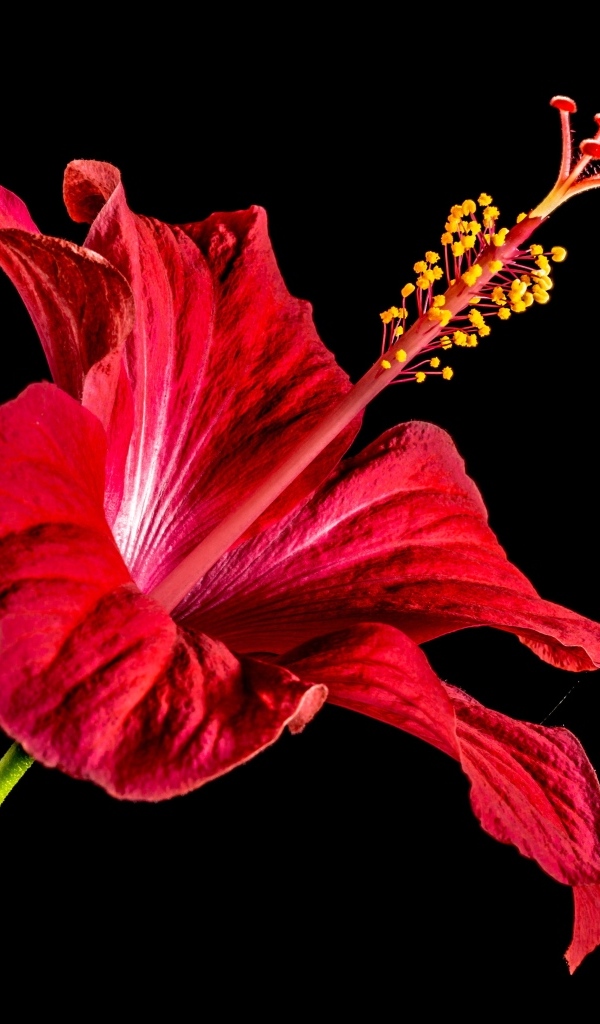 Красный цветок гибискуса на черном фоне