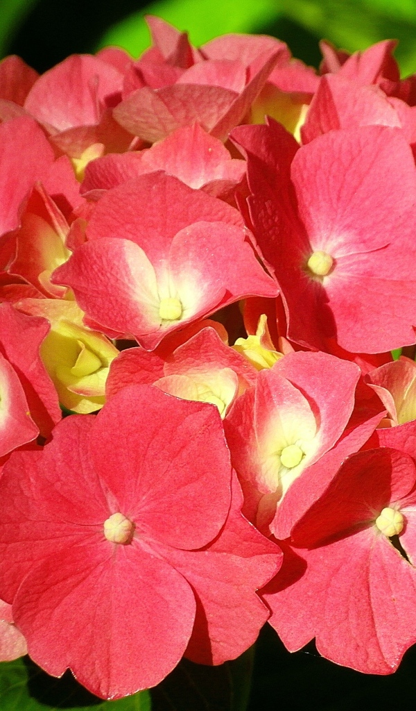 Красный цветок гортензии в лучах солнца