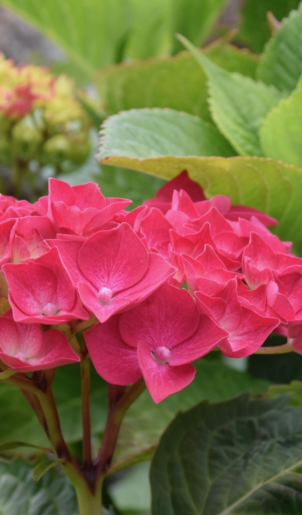 Красная гортензия с зелеными листьями в саду