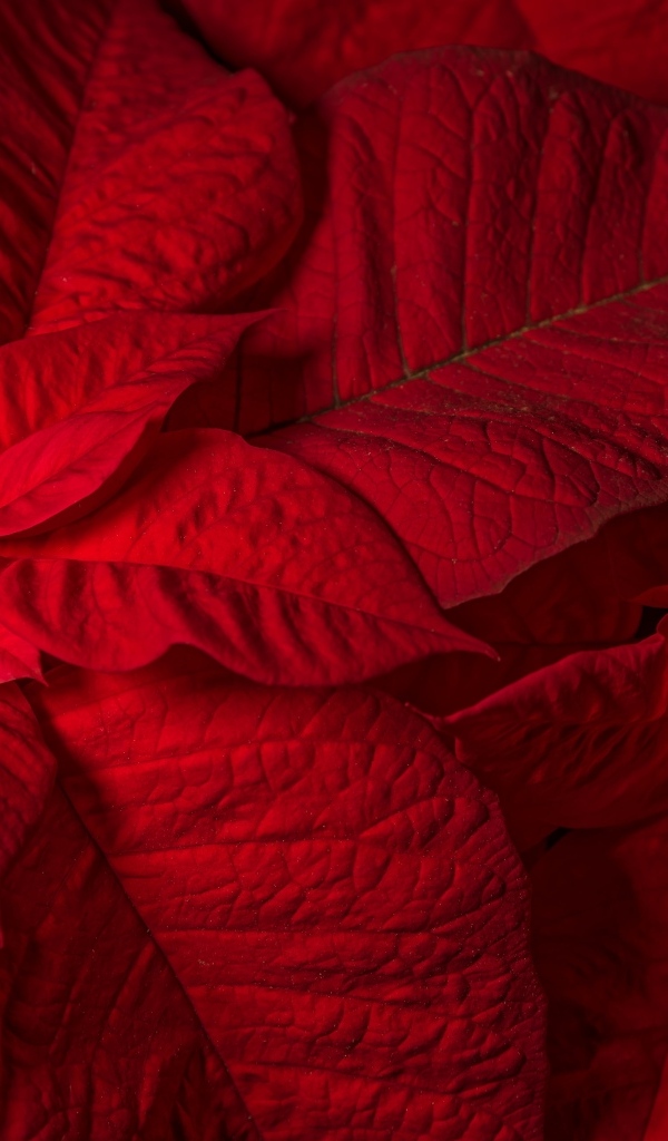 Красный комнатный цветок молочай