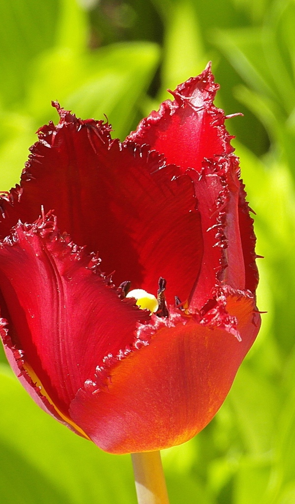 Красные зазубренные лепестки тюльпана