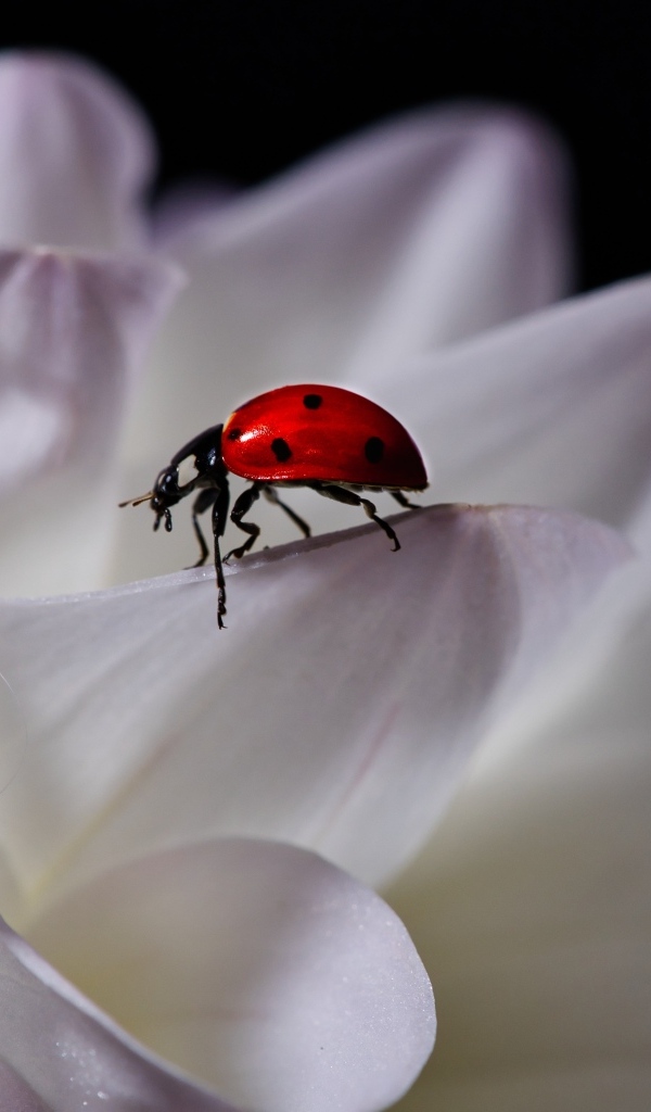 Красная божья коровка сидит на белом цветке георгина