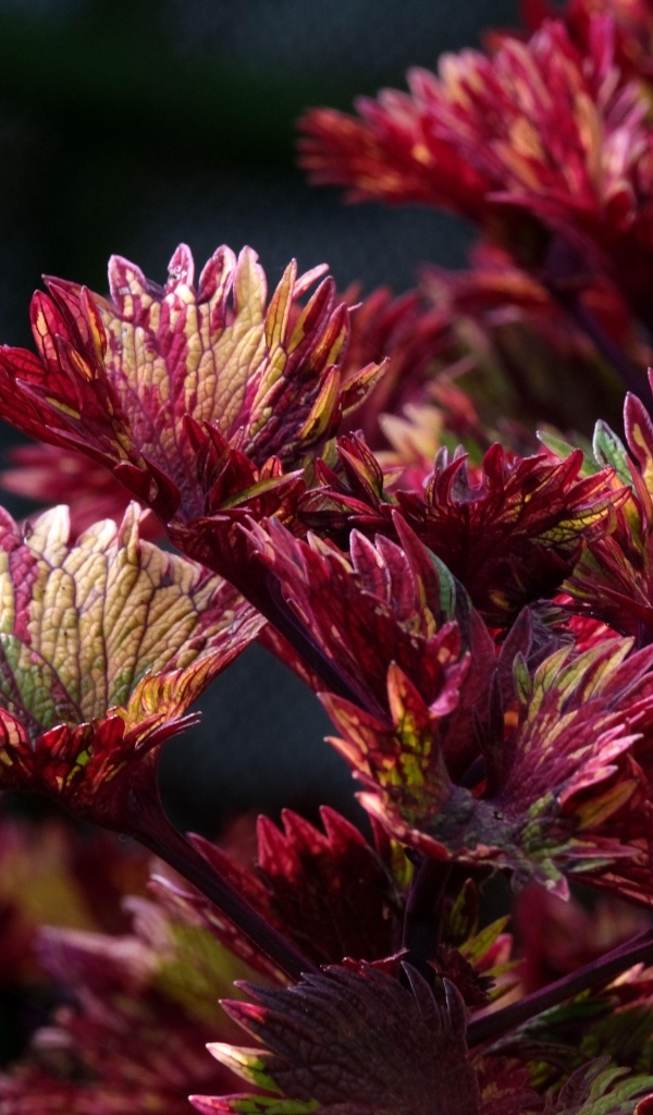 Красные листья цветка колеус