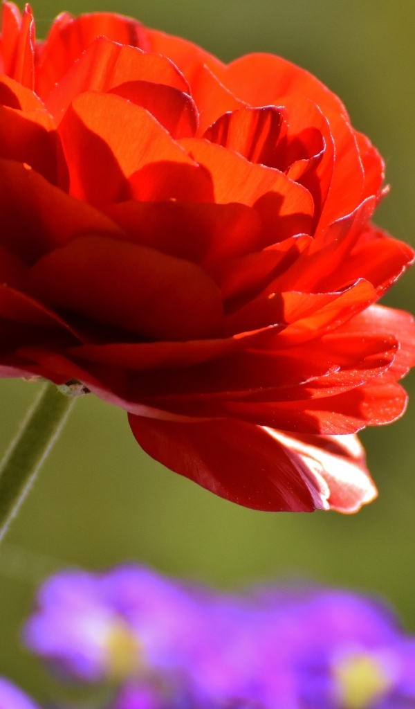 Красный пышный цветок лютика