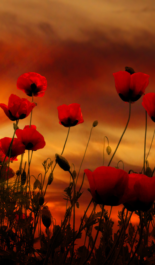 Красные маки на фоне неба на закате