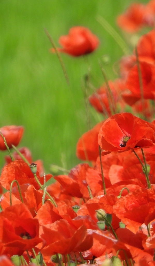 Красные маки на поле в зеленой траве летом