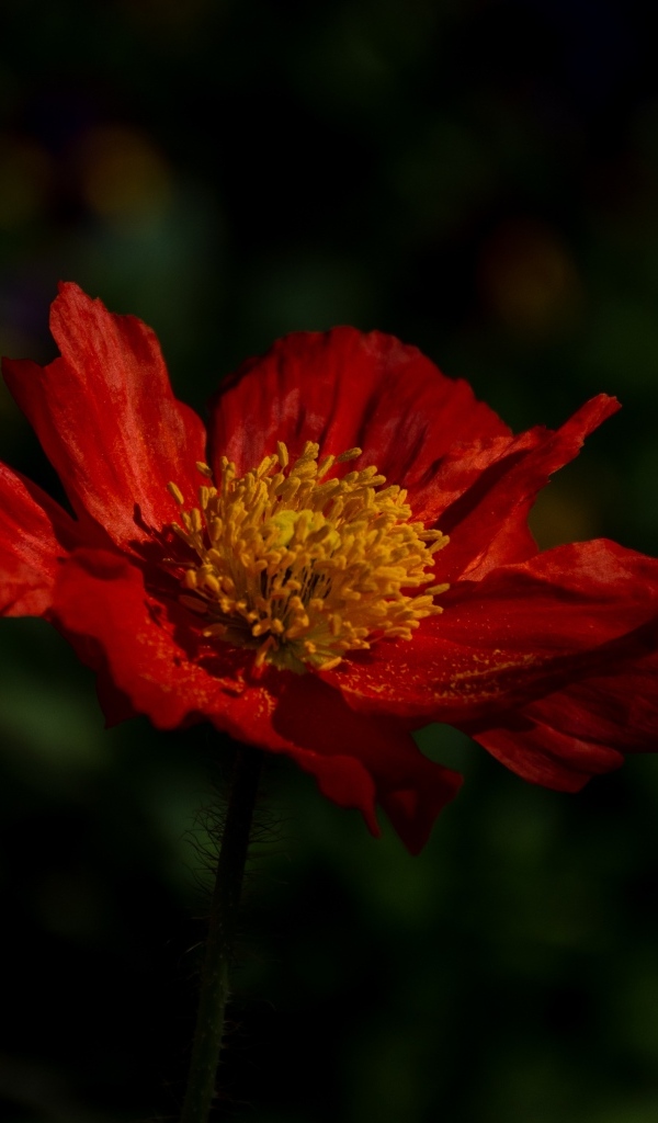 Красный цветок мака в лучах света