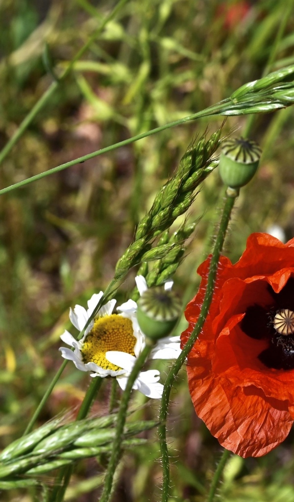 Цветок красного мака в траве