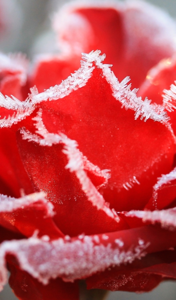 Красная роза покрыта инеем крупным планом