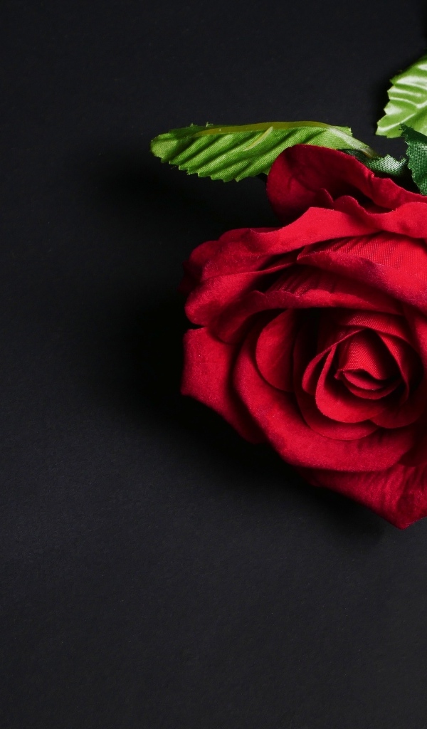 Красный цветок розы на черном фоне