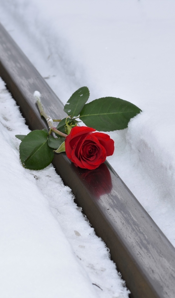 Красная роза на рельсах зимой
