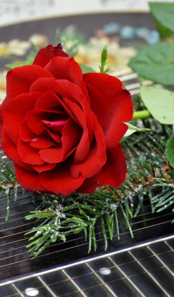 Красная роза с шариком и еловой веткой