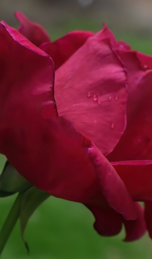 Красная роза с нежными лепестками 