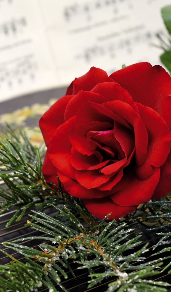 Красная роза с еловыми ветками на нотах 