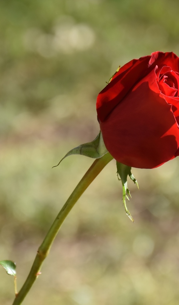 Красная роза с ароматными лепестками