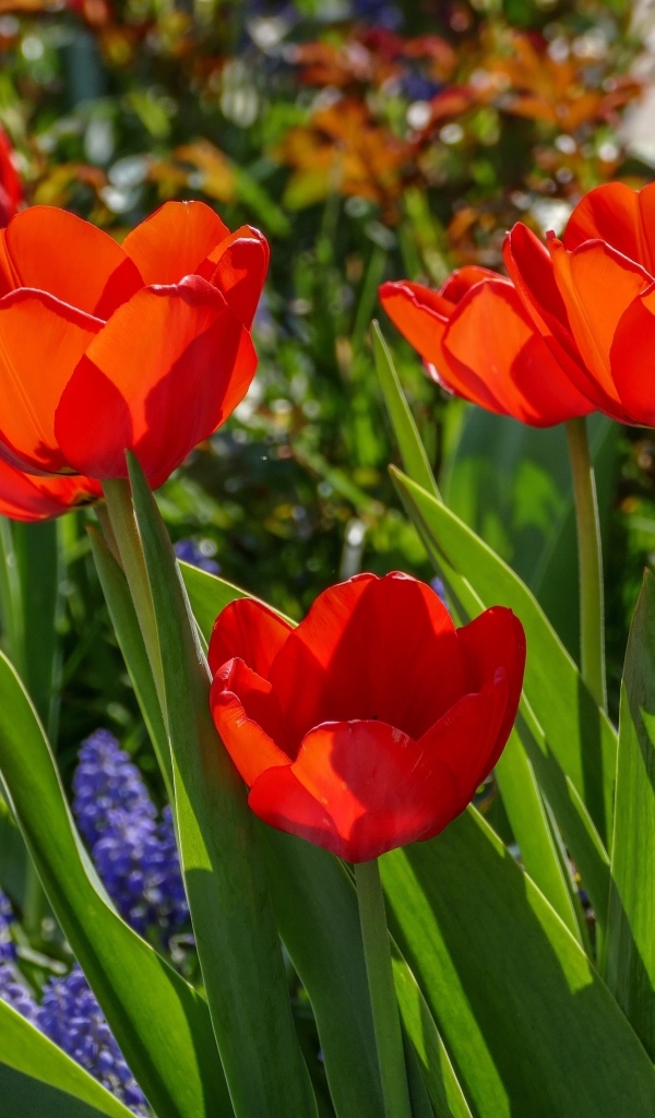 Красные весенние тюльпаны на клумбе