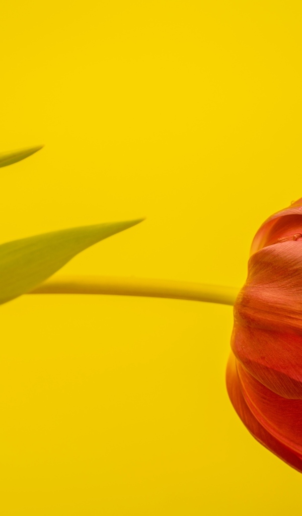 Красный тюльпан на желтом фоне