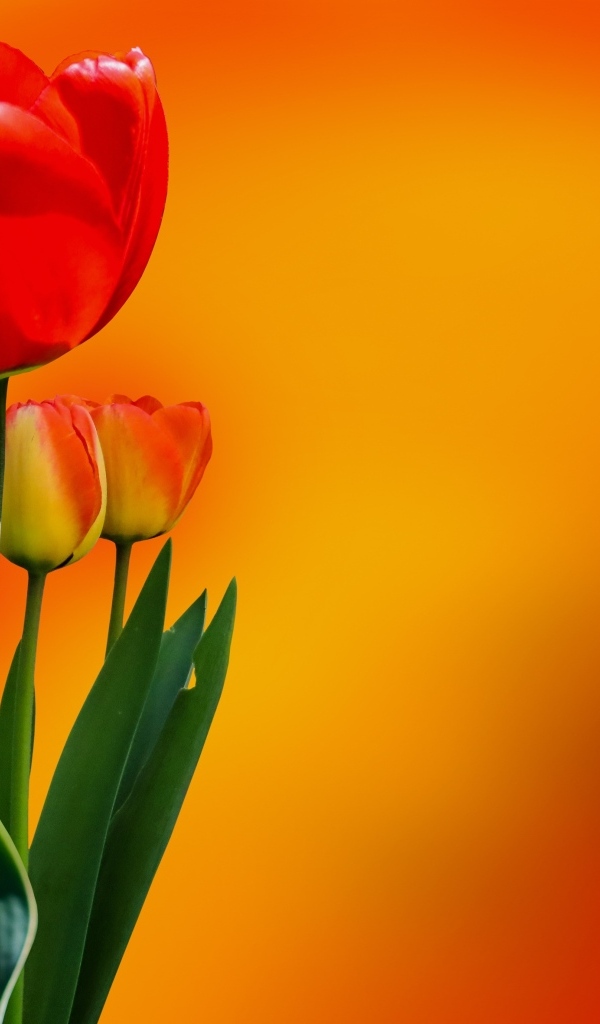Красный тюльпан с бутонами на оранжевом фоне