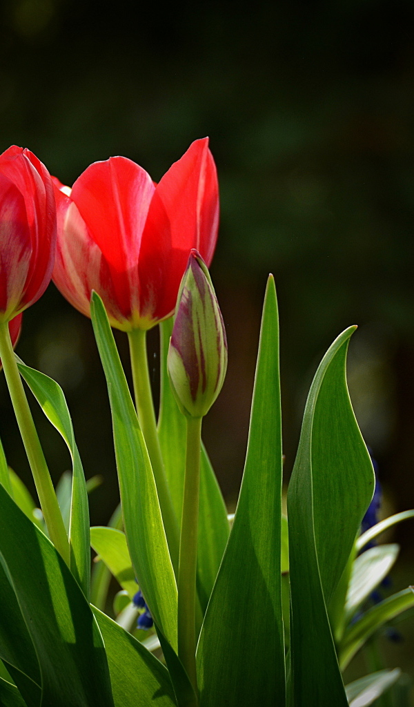 Красные тюльпаны и синие мускари на клумбе