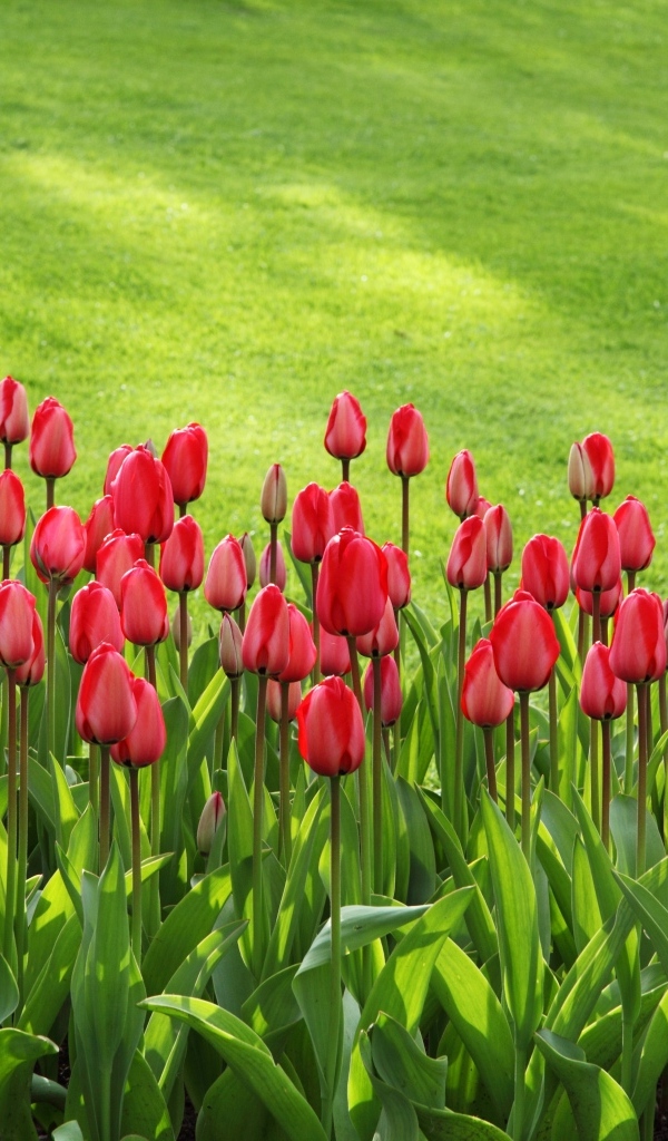 Красные тюльпаны на клумбе у зеленого газона
