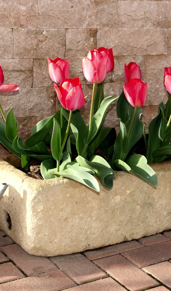 Красные тюльпаны в горшке у стены