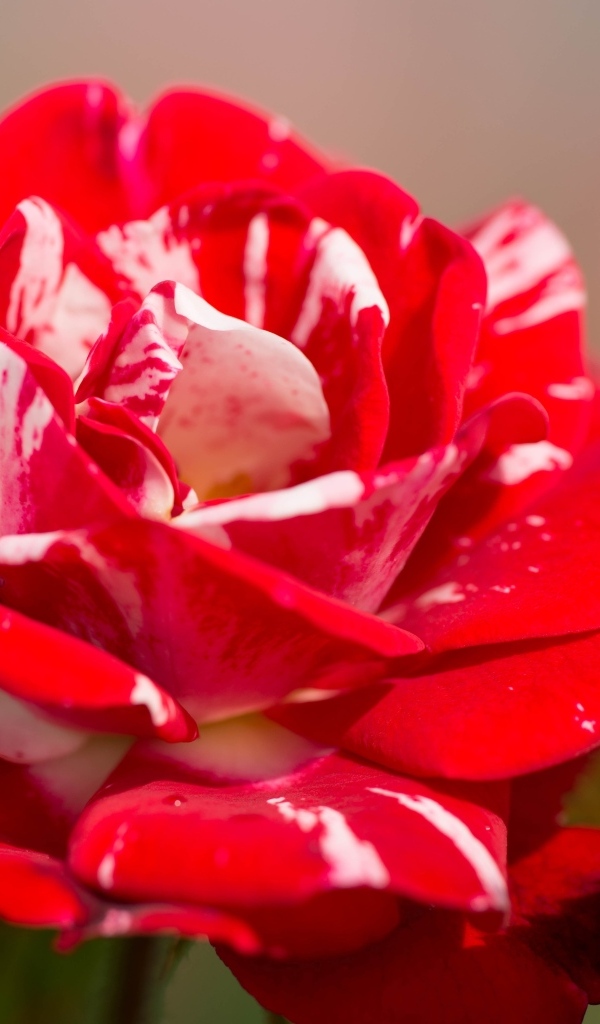 Красный с белым цветок розы крупным планом