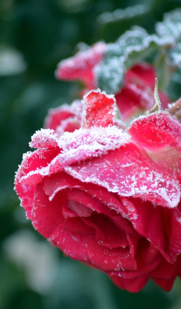 Красные увядшие розы в холодном инее 