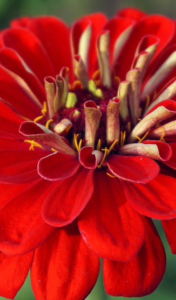 Красный цветок цинния крупным планом