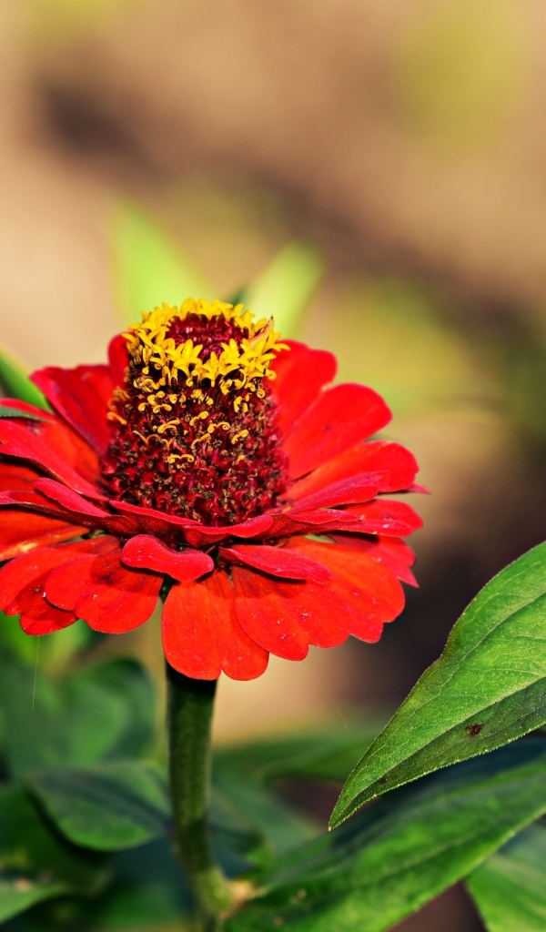 Красные цветы цинния на клумбе