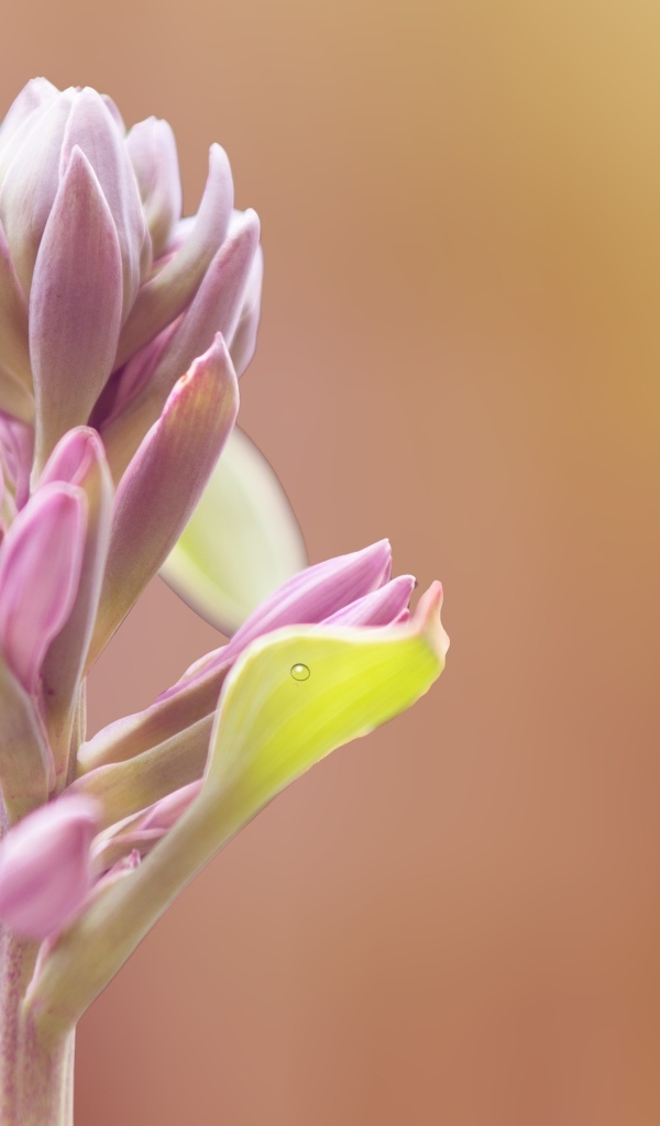 Бутон розового цветка крупным планом