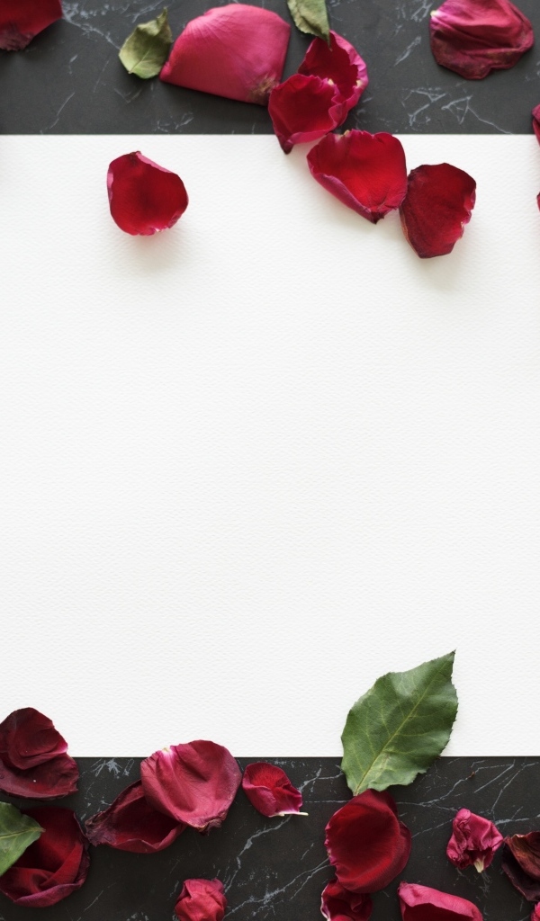 Лепестки розы с белым листом на столе