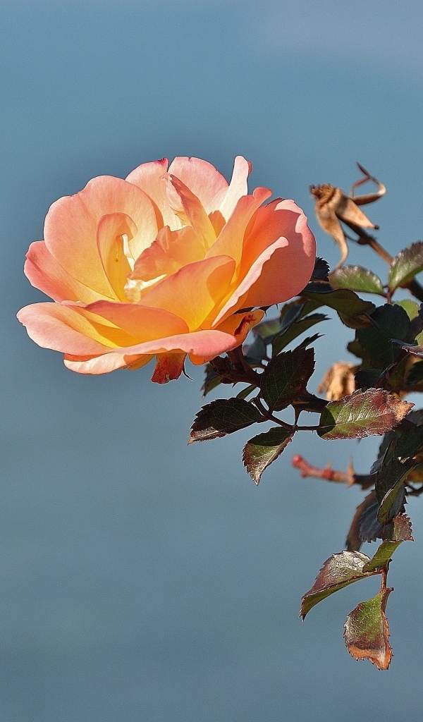 Роза с зелеными листьями на фоне неба