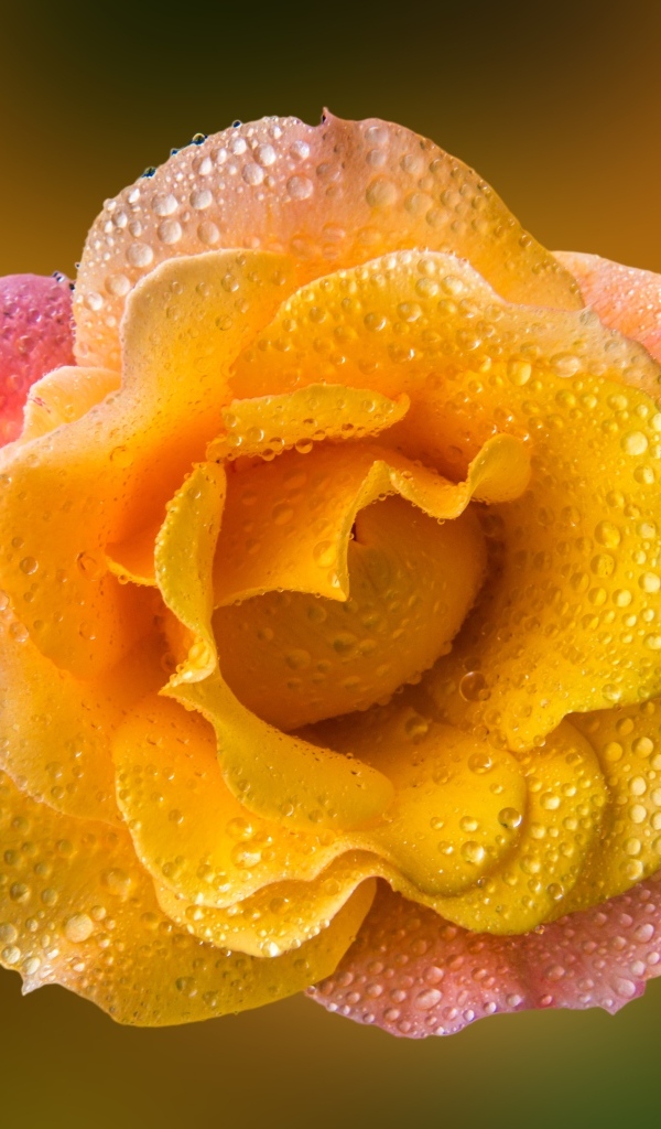 Роза с оранжевыми лепестками в каплях росы