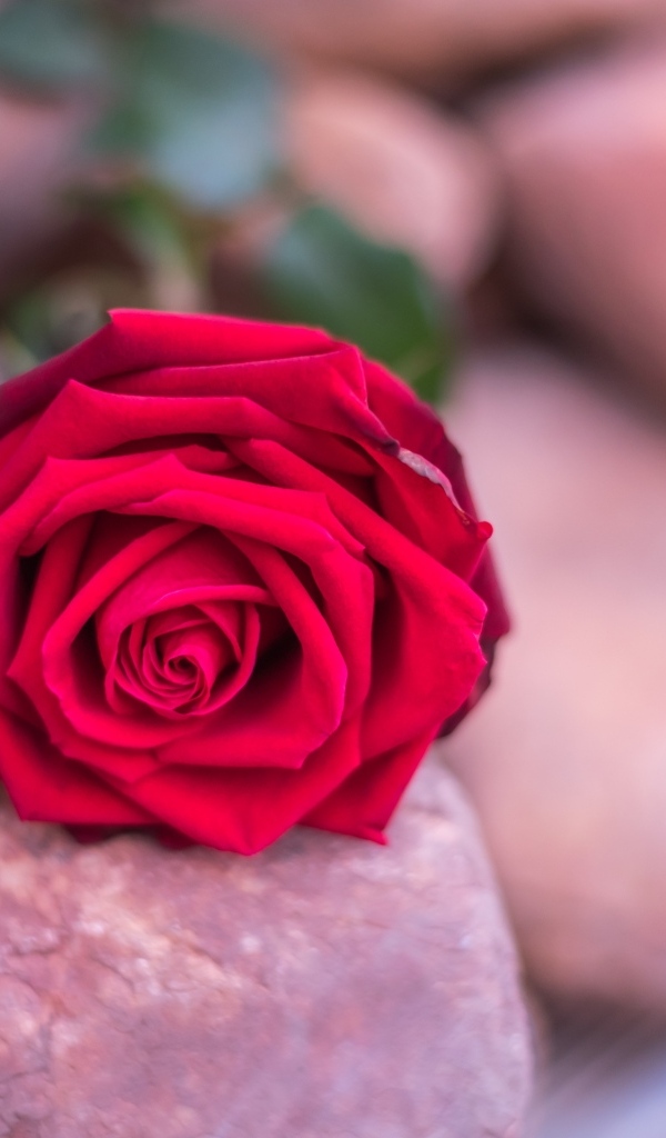 Алая роза лежит на камне