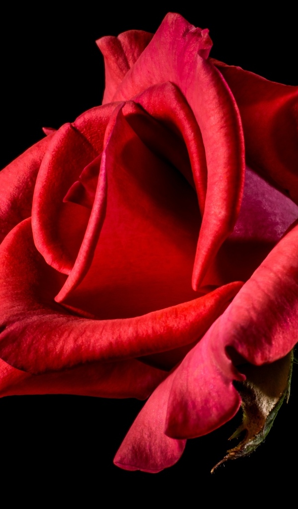 Алая роза с нежными лепестками на черном фоне