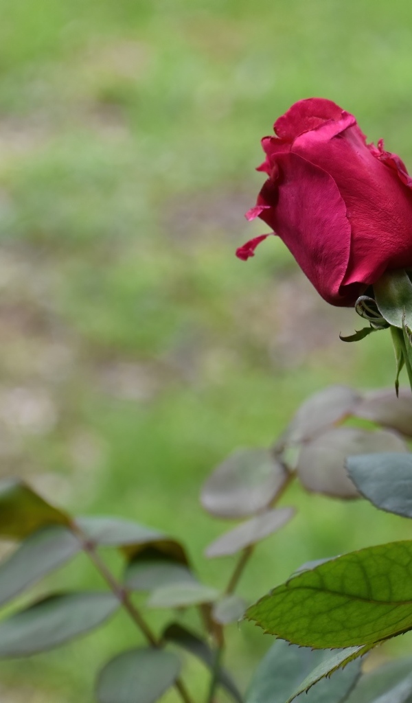 Алая роза с зелеными листьями крупным планом