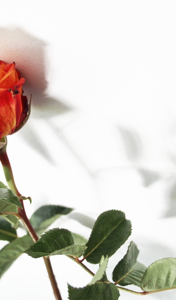 Тень оранжевой розы на белой поверхности