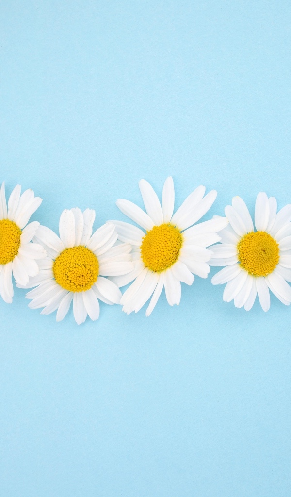 Шесть белых ромашек на голубом фоне