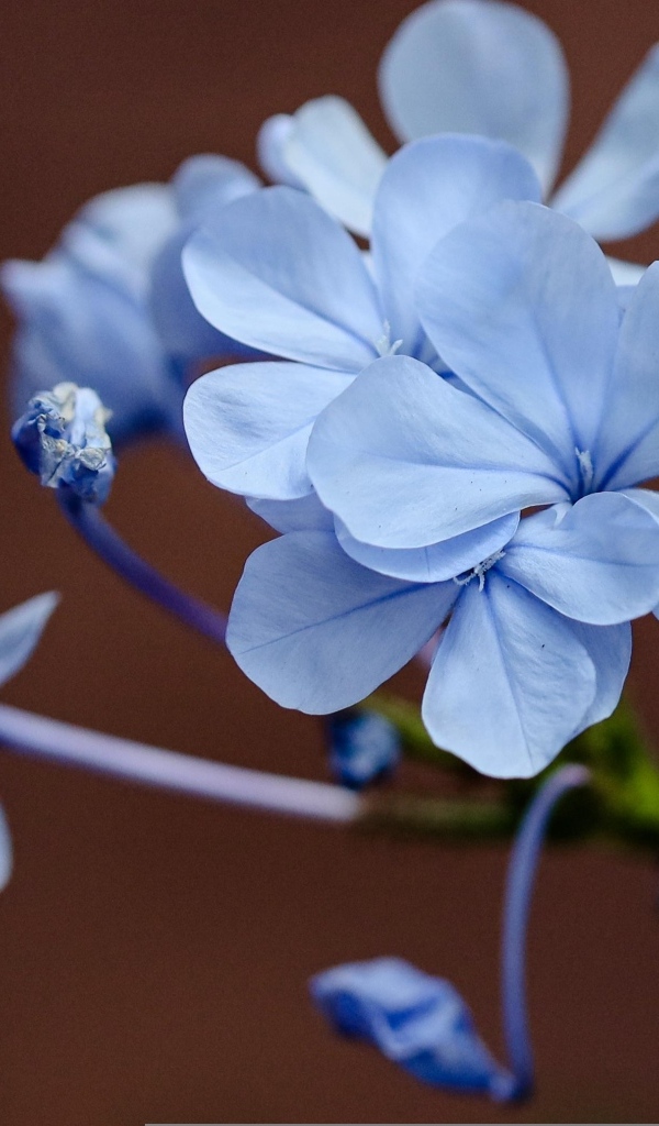 Мелкие голубые цветы крупным планом