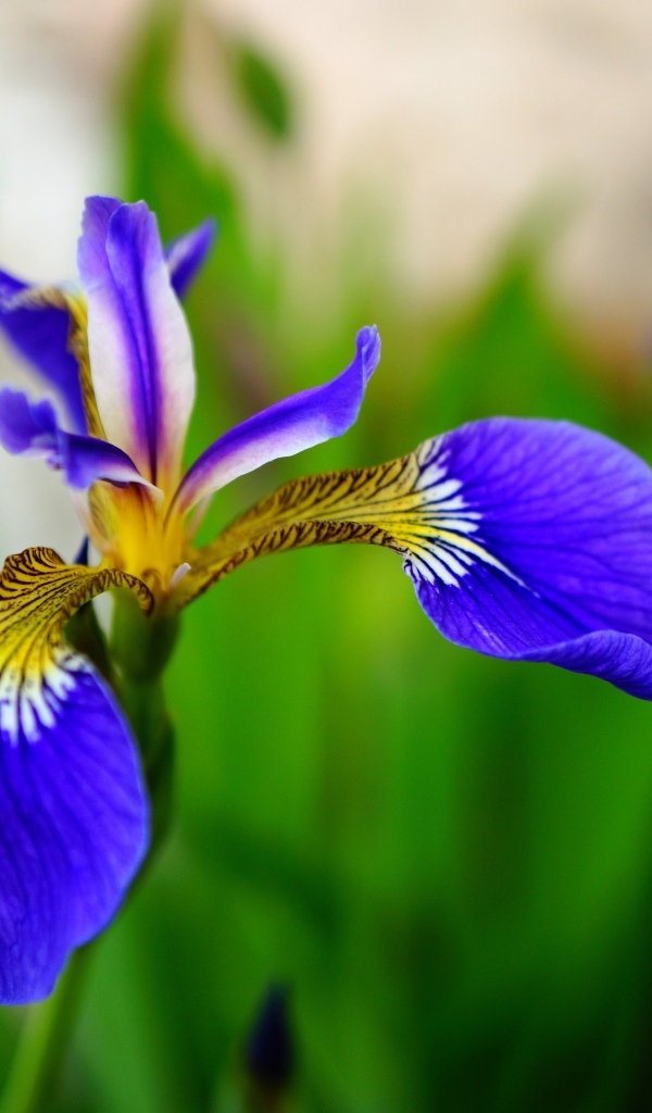 Маленький нежный синий цветок ириса