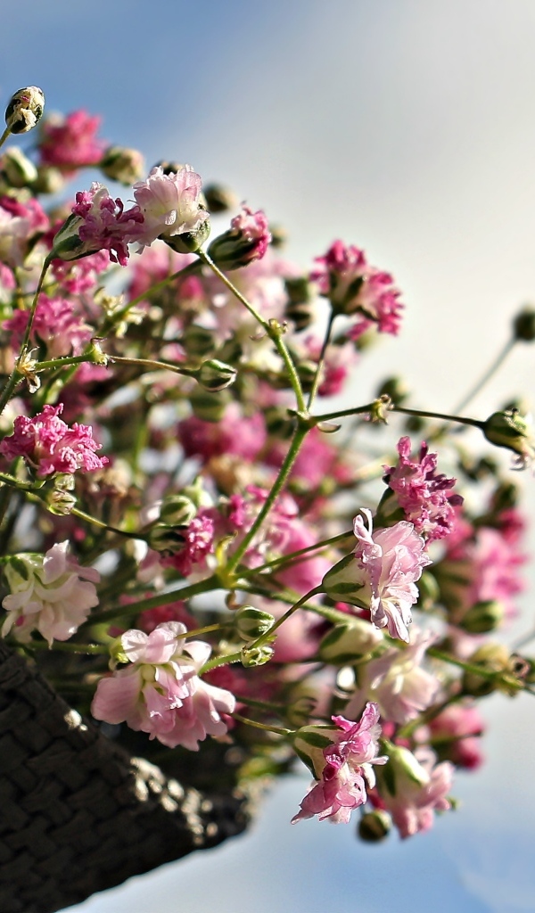 Маленькие цветы гипсофила в корзине