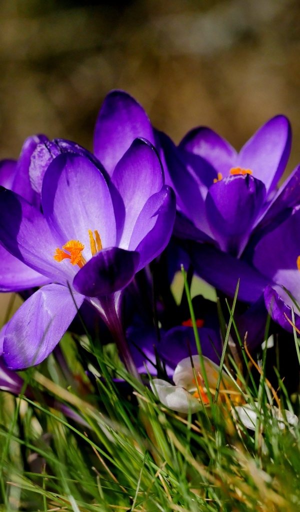 Маленькие сиреневые крокусы в зеленой траве
