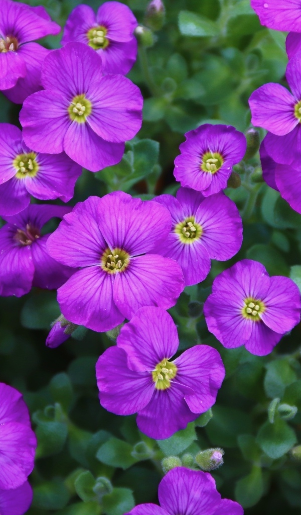 Мелкие сиреневые цветы обриета