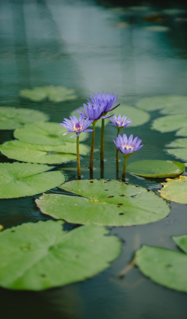Маленькие сиреневые водяные лилии с зелеными листьями