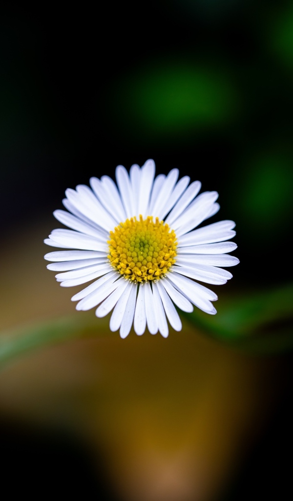 Маленькая одинокая ромашка крупным планом